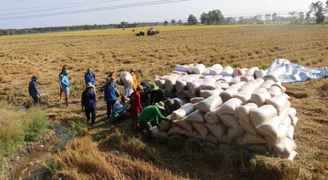 Dong Thap to expand area under high-quality rice