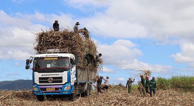Sustainable solutions for sweet sugarcane seasons