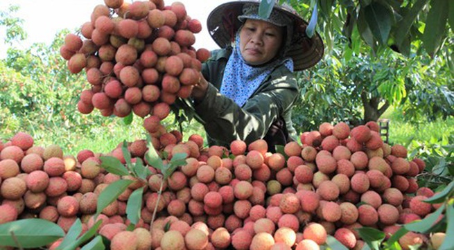 Hai Duong promotes sales of Thanh Ha lychee, typical products