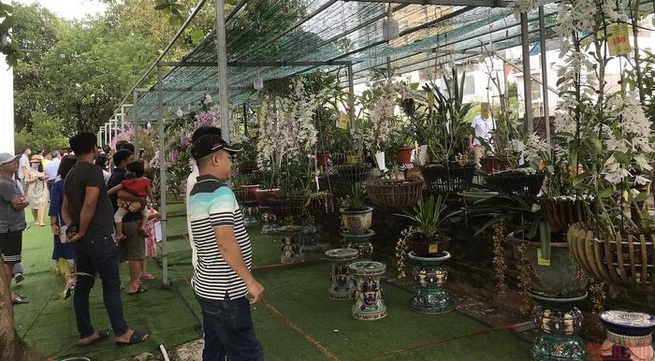 Hundreds of orchid species introduced at the Da Nang Orchid Festival