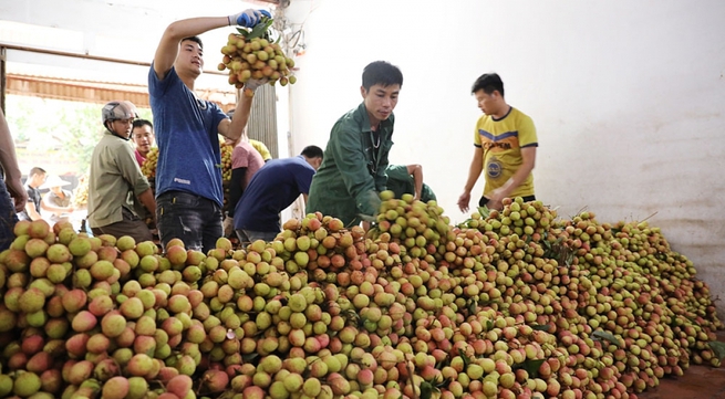 Nearly 4,000 tonnes of Bac Giang’s early maturing lychee exported to demanding markets