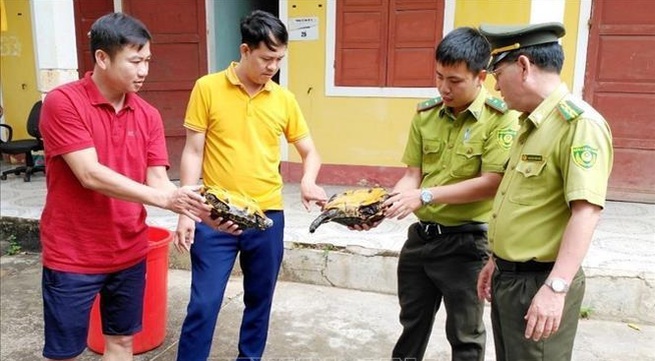 Quang Binh’s national park receives three rare impressed tortoises