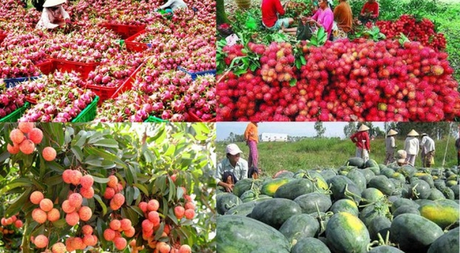 Fruit and vegetable exports reach 1 billion USD in Q1 turnover