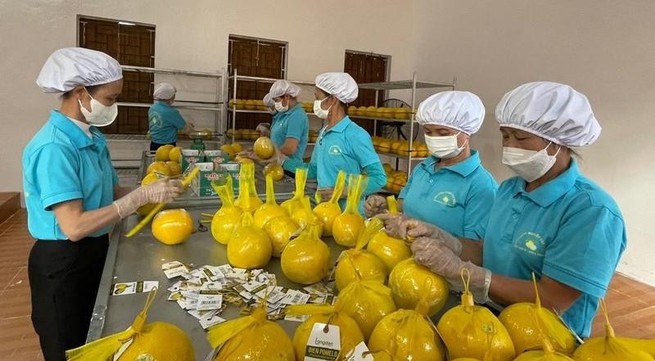 Hoa Binh exports first batch of Dien pomelo to UK
