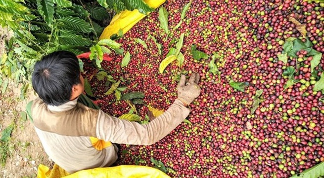 Sustainable development key to success of Vietnamese coffee