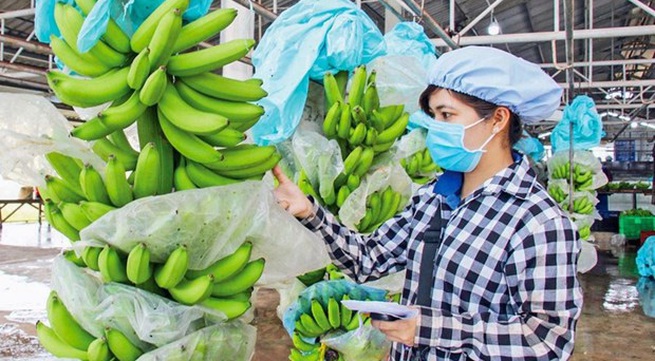 Vietnam’s dragon fruit, banana, durian export targets 2 billion USD in 2023