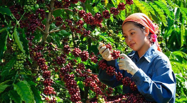 Vietnam needs to develop coffee branding to go global
