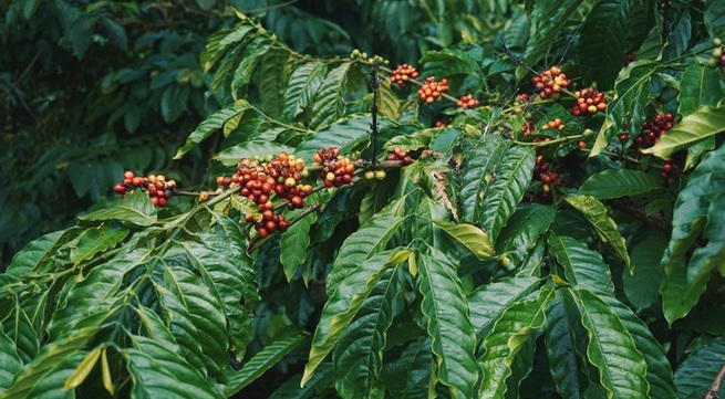 Vietnam and the journey to reassert its position on the world coffee map