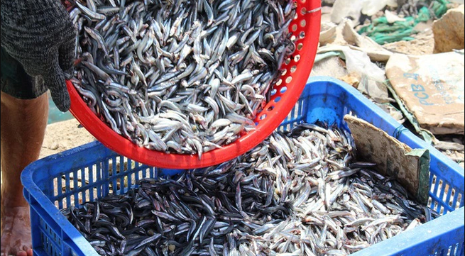 Fishermen in Phu Yen enjoy bountiful anchovy catches