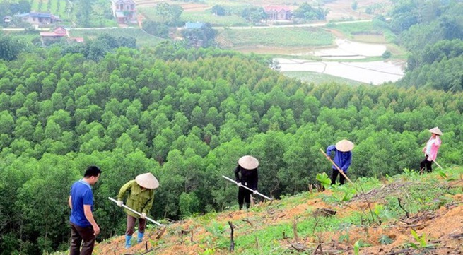 Newly planted forest area increases 4.7% in Q1