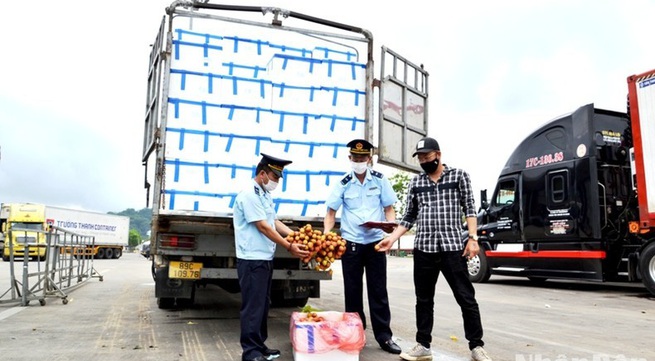 Over 2,000 tonnes of early maturing lychee exported through Lao Cai border gate