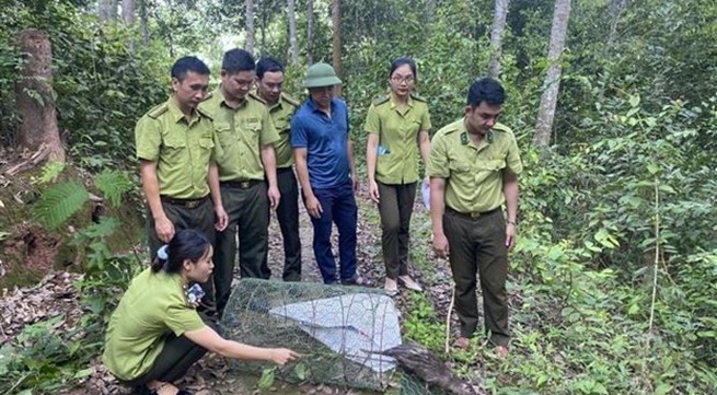 Asiatic brush-tailed porcupines released into wild in northern Vietnam