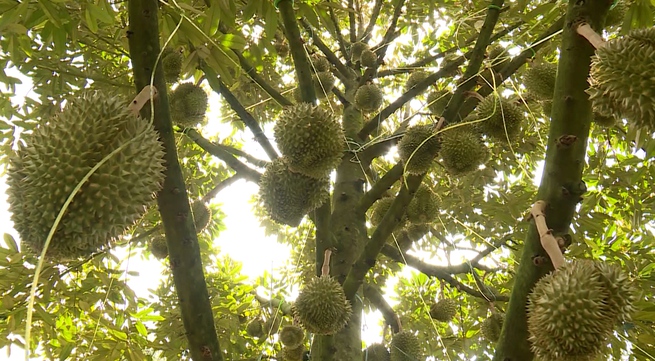 Durian exports to reach 2 billion USD