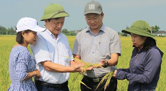 Organic rice farming yields fruits