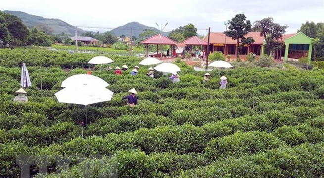 Thai Nguyen taps into tea culture to boost tourism