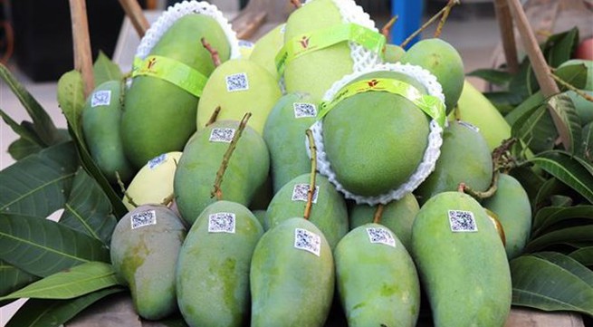An Giang exports first green-peel elephant mangoes to Australia, US