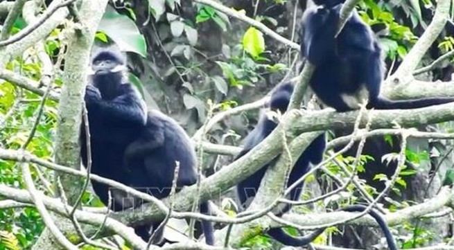 Hatinh langur spotted in Quang Tri