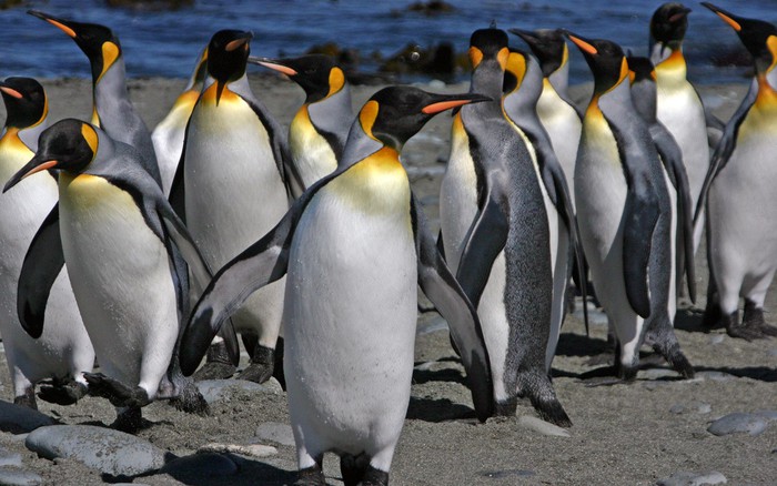 Mô hình xốp chim cánh cụt