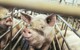 Phát hiện người đầu tiên mắc bệnh lạ ở lợn tại Anh