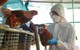WHO đưa ra khuyến nghị mới về dịch cúm gia cầm