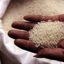Giá gạo xuất khẩu Việt Nam cao nhất thế giới
