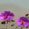 Chile ra mắt công viên hoa sa mạc