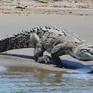 Cá sấu Costa Rica đối mặt nguy cơ tuyệt chủng