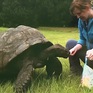 Rùa cao tuổi nhất thế giới bước sang tuổi 190