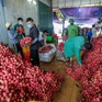 Hơn 100 thương nhân Trung Quốc đến Lục Ngạn để mua vải thiều