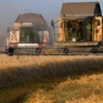 Các nhà nhập khẩu châu Á tìm nguồn cung mới cho lúa mì