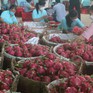 Đa dạng hóa thị trường xuất khẩu thanh long Việt