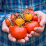 Những tác dụng đáng kinh ngạc của quả cà chua