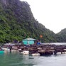 Huyện Vân Đồn (Quảng Ninh): Kiên quyết đưa người ở lại các lồng bè thủy sản lên bờ
