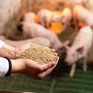 Giải pháp nào để tự chủ nguồn nguyên liệu thức ăn chăn nuôi?