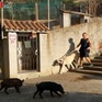 Lợn rừng xuống phố kiếm ăn gây nguy hiểm cho con người