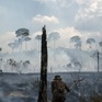 Cháy rừng Amazon tại Brazil diễn ra tồi tệ nhất kể từ tháng 9/2010