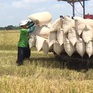 Thị trường lúa gạo khởi sắc ngay từ đầu năm