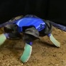 Robot lưỡng cư lấy cảm hứng từ loài rùa