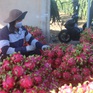 Giá nhiều loại nông sản tăng mạnh sau khi Trung Quốc “mở cửa”