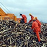 Bộ Tư lệnh Vùng Cảnh sát biển 1 thu giữ lượng lớn ngà voi nhập lậu