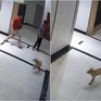 TP Hồ Chí Minh: Khẩn trương xử lý nghiêm vụ chủ chó đánh người