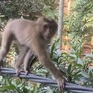 Khỉ hoang “đại náo” khu dân cư tại Hà Nội