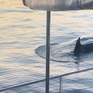 Cá voi sát thủ tấn công tàu ở ngoài khơi bờ biển Tây Ban Nha