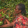 Ethiopia cấm xuất khẩu, giá cà phê thế giới có thể tăng vọt