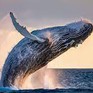 Vì sao cá voi có thể tạo ra tiếng hát?
