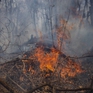 Cháy rừng lan rộng ở Mexico, ít nhất 4 người thiệt mạng