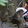Campuchia điều tra vụ các YouTuber lạm dụng khỉ quay video