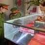 Lời khai của nghi phạm đi ô tô cướp tiệm vàng ở Hà Tĩnh
