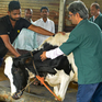 Phát hiện virus H5N1 trong sữa bò