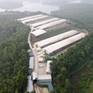 Trại gà “khủng” sai phép gây ô nhiễm môi trường ở Phú Thọ